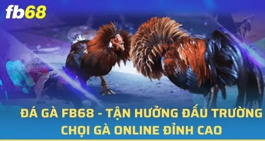 Bạn có thể tham gia trải nghiệm đá gà đẳng cấp